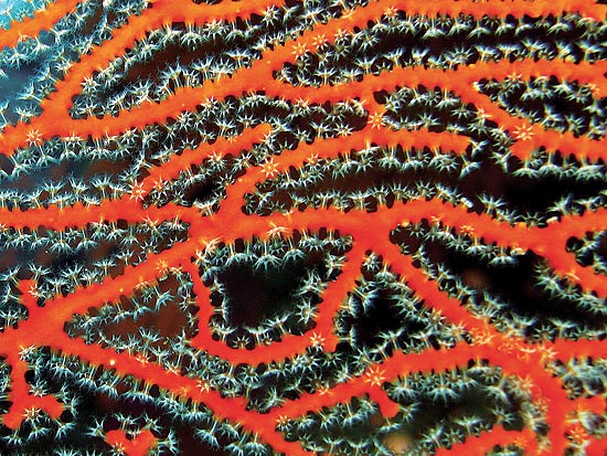 אלמוגים / צלם: אסף זבולוני - רשות הטבע והגנים